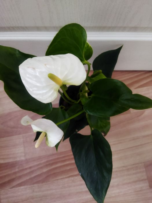 Комнатные цветы в ассортименте