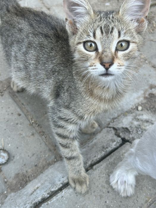 Pisica de adoptat cateva luni