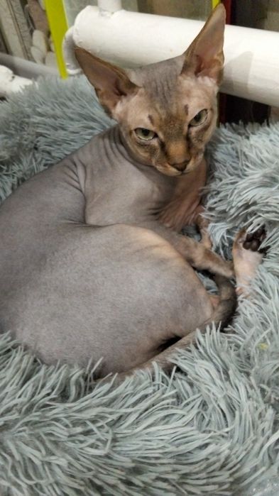 Предлагается кот для вязки