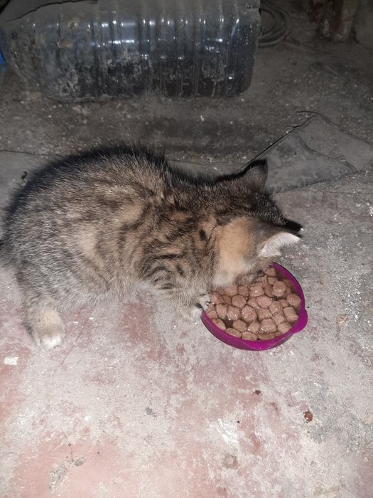 Котик ищет дом девочка примерно 1.5месяца