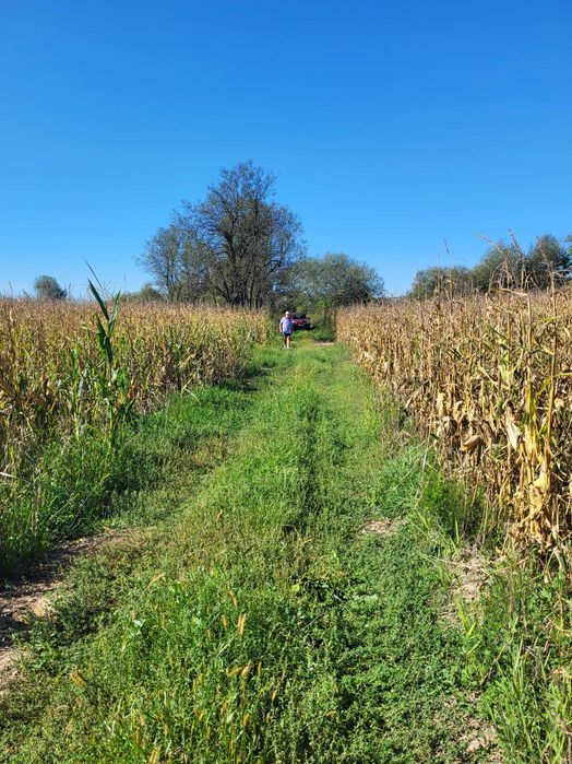 vanzare  teren  pe malul  Somesului  Mic
