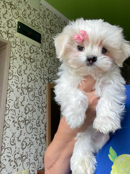Продаётся щенок мальтезе, мальчик