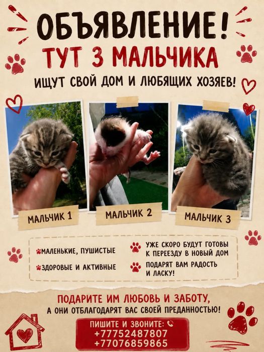 Отдам котят бесплатно
