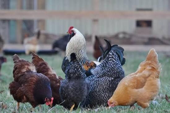 Домашние свежие яйца