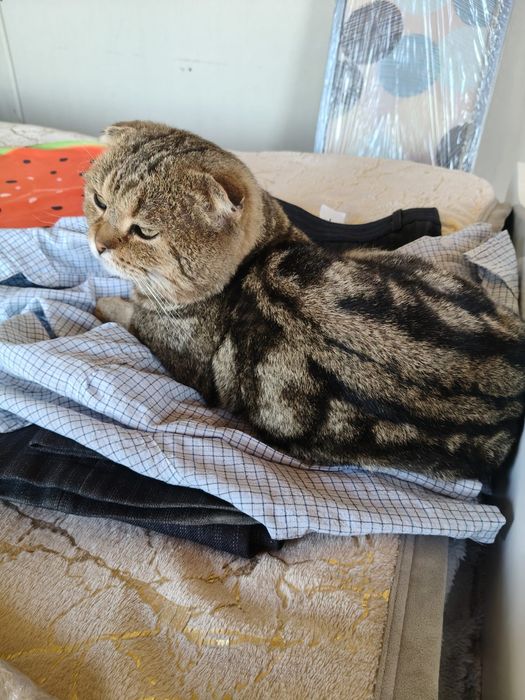 Котята породистые