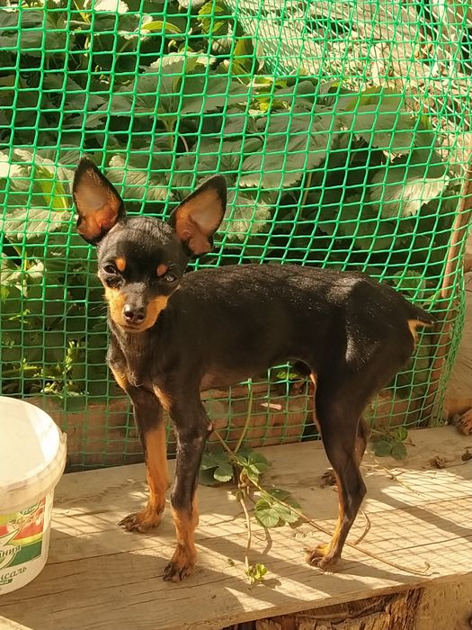 Вязка той терьера