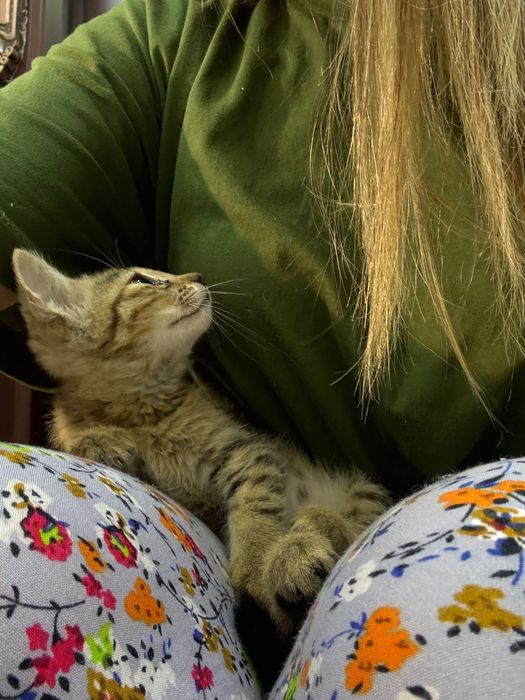 Отдам котенка в добрые руки