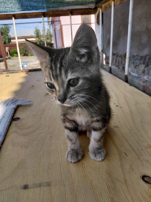 Котенок 2000с66эээ⁰ш⁹