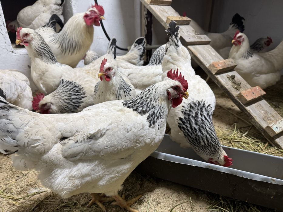 Цыплаты Алдерскый Серебрысты