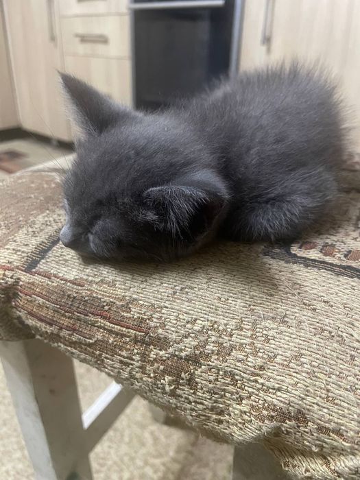 Отдаем котят в добрые руки