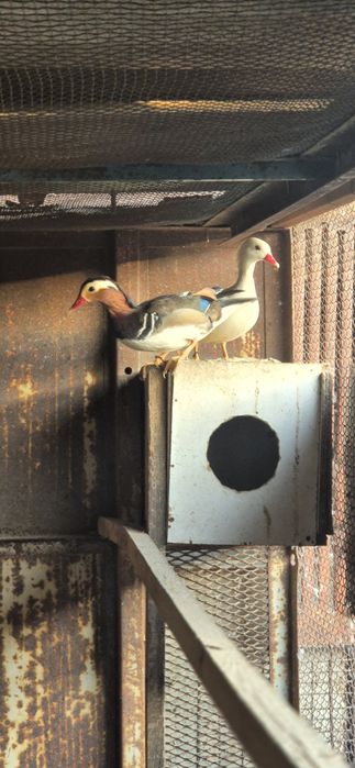 Утки мандаринки.