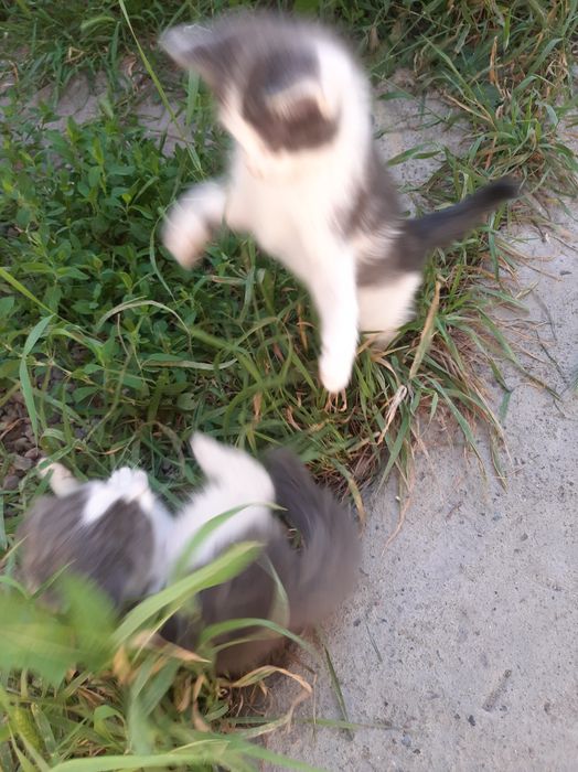 Отдам котят в добрые руки.
