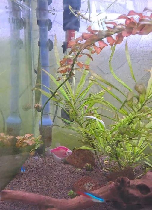 Аквариюм шұғыл түрде сатылады.Келісім бар .