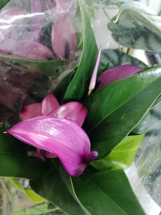 Комнатные растения