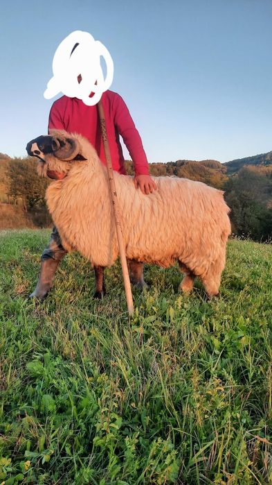 De vânzare mior din oi bune!