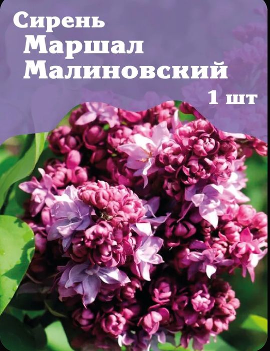 Продам саженцы сирени привизеные с России