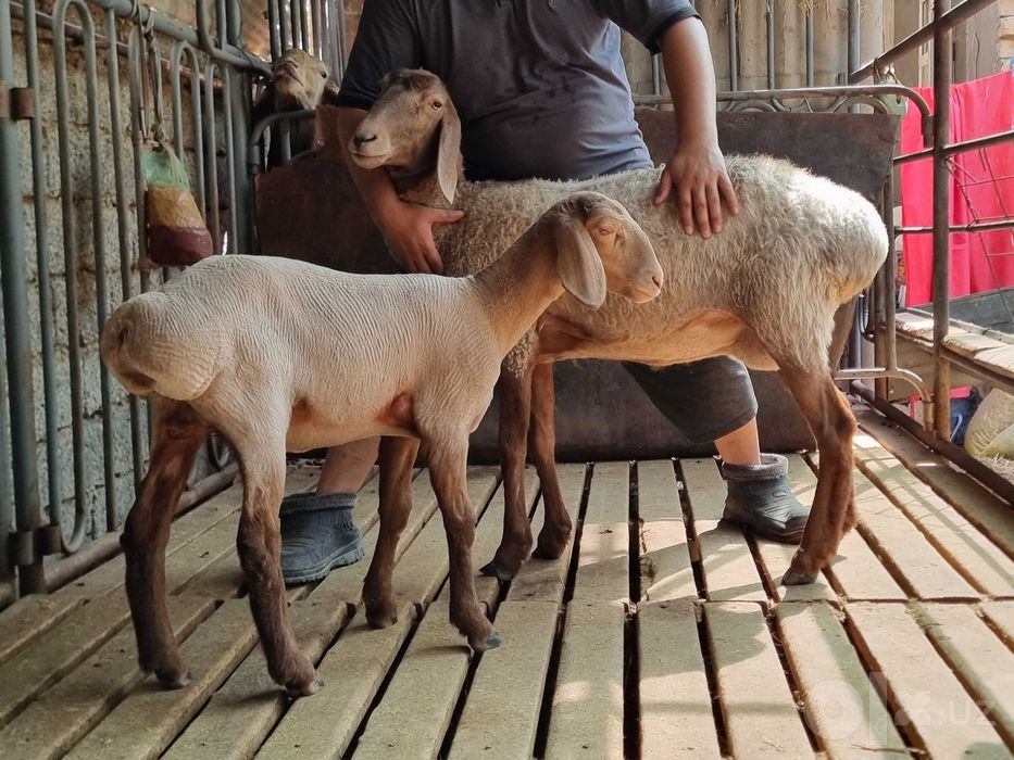 Arashan zoti, sifatli, baquvvat, sog'lom, sovliq qo'ylar sotiladi