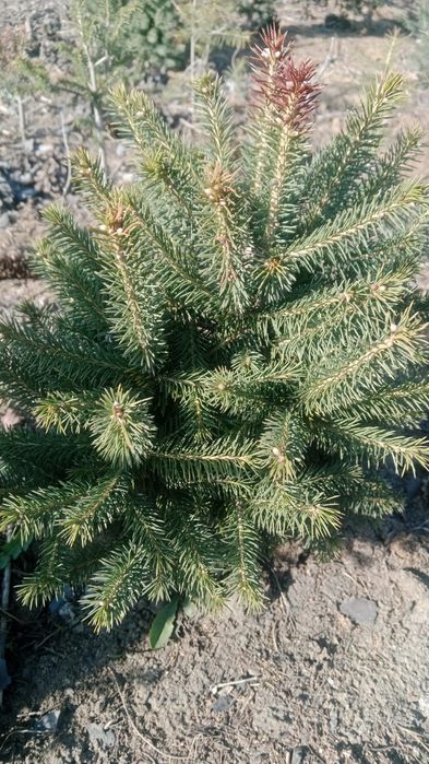 Продам рассаду, саженцы