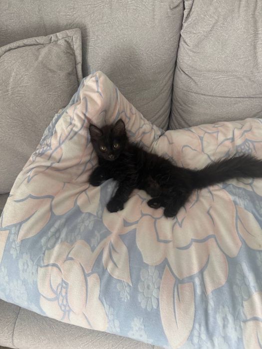 Qora külotli mushukcha