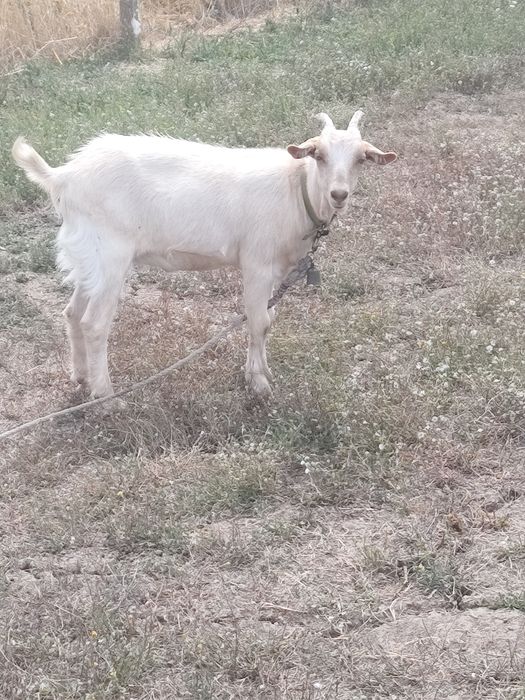 Vând iezi de anul acesta(3baieti și o fată)