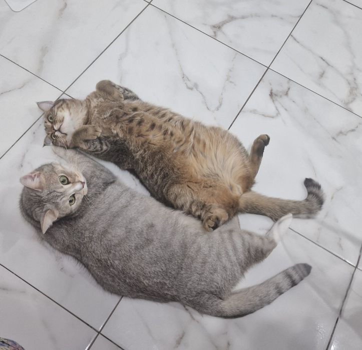 Отдам британских котят в добрые руки