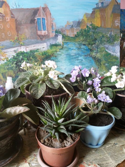 Кактус "Хавортия"