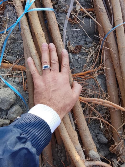 Tut nihol va turli xil mevali kochatlar