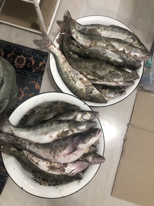 Судак лакаш свежий