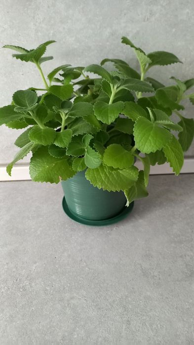 Продам мяту мексиканскую