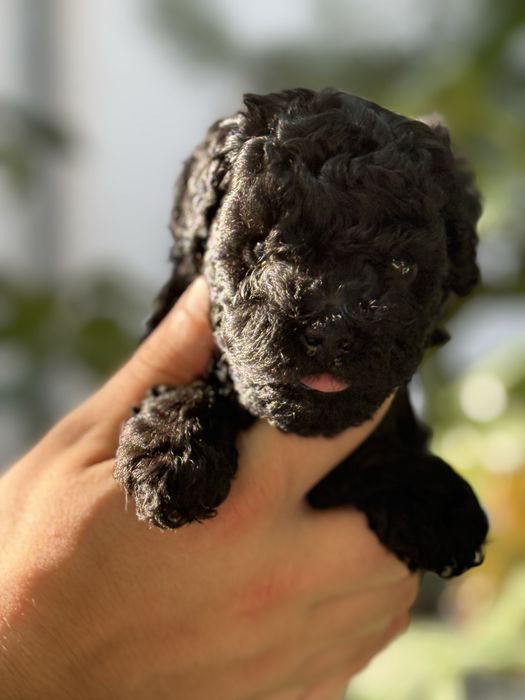 Toy poodle/Чистокръвни той пуделчета (черни и ред/априкот)