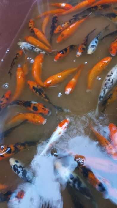 Риби японски шаран  КОИ 15/20 см