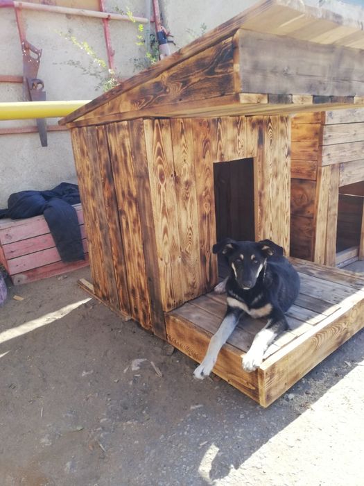 Бутка для собак новая