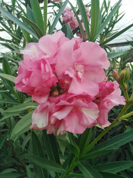 Продаётся Олеандр розовый