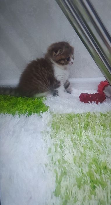 Британские котята