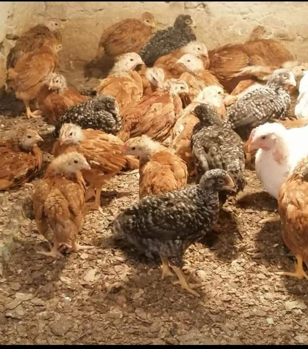 Pui rasa mixta Kabir Monaco Gât Golaș Porumbac și Boiler Arad • OLX.ro