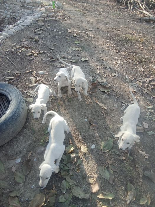 Продам щенков Тазы