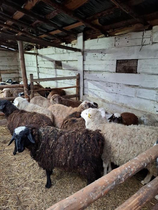 Продам 60 голов