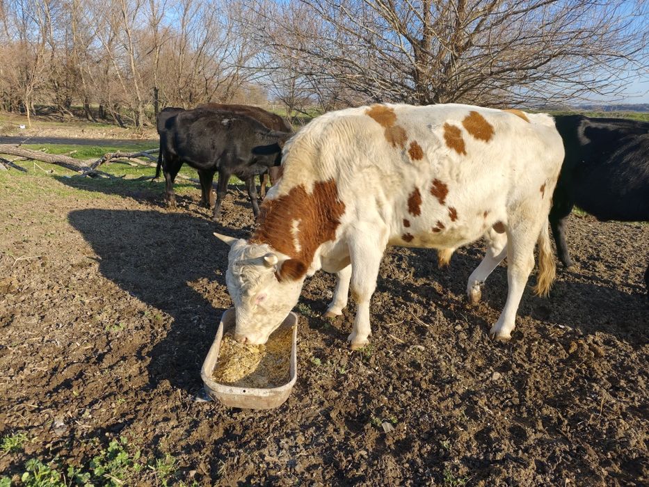 Свободни телета 400-500кг.