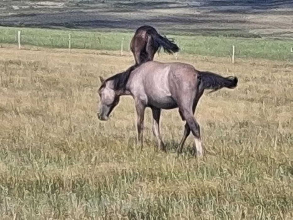 Еркек Кунан сатамын