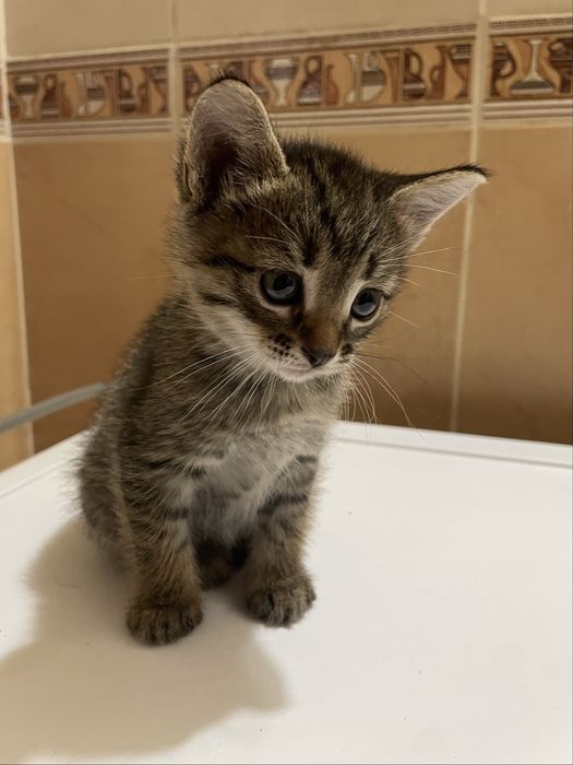 отдаем котенка в добрые руки