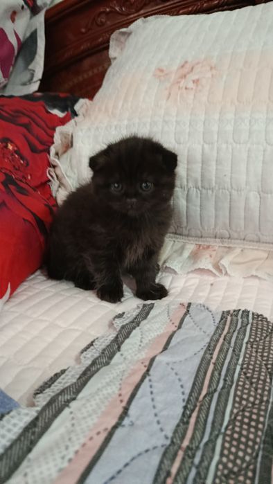 Продаются шикарные котята Британскии веслоухие