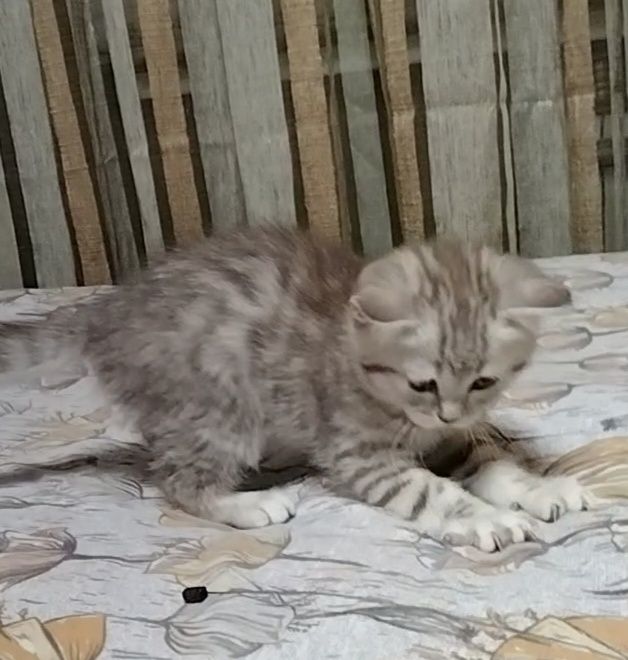 Кошечка  Скоттиш страйт.