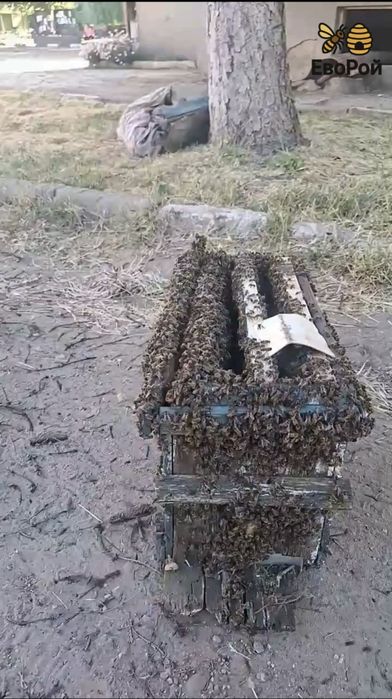 ЕвоРой - примамка за пчелни рояци