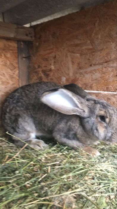 Прадам.кралов рабочих и пародистых