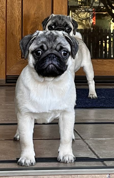 Pui pug cu pedigree FCI