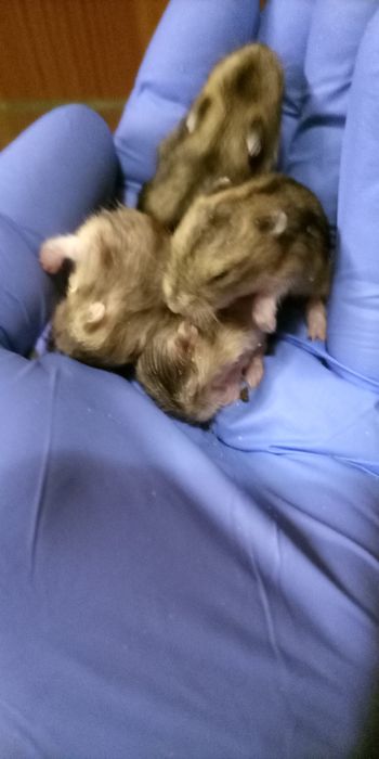 Мини  хамстери, много игриви.