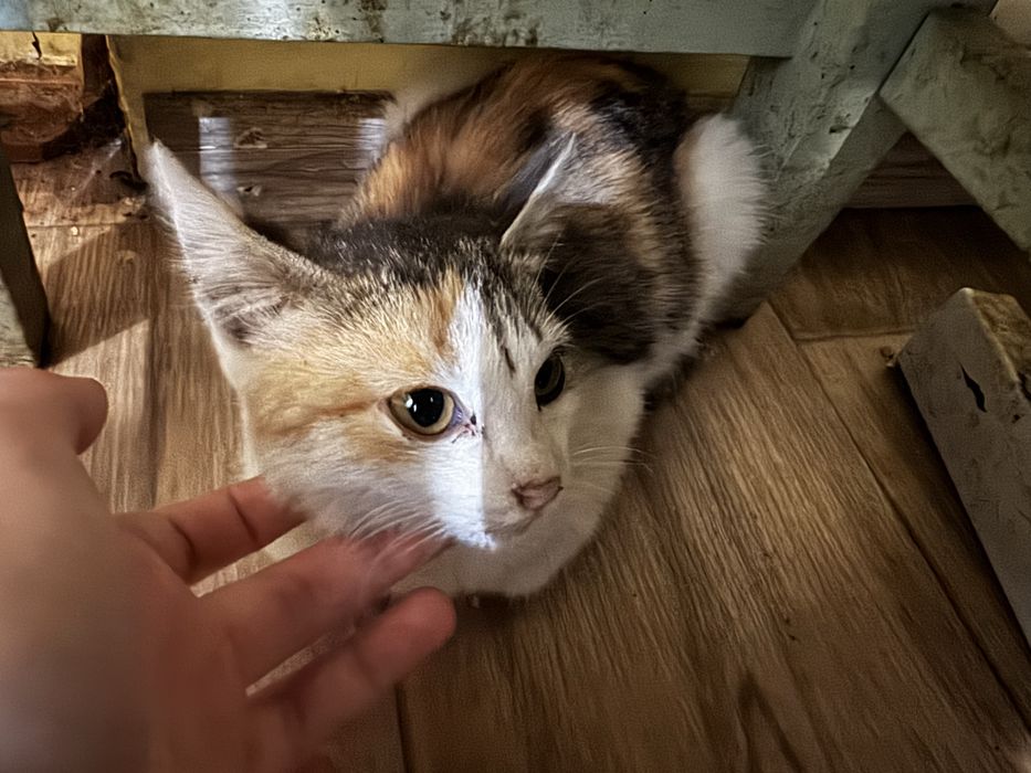 котенок девочка 3 месяца в хорошие руки