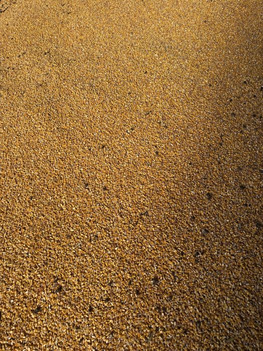 Vand porumb boabe uscat