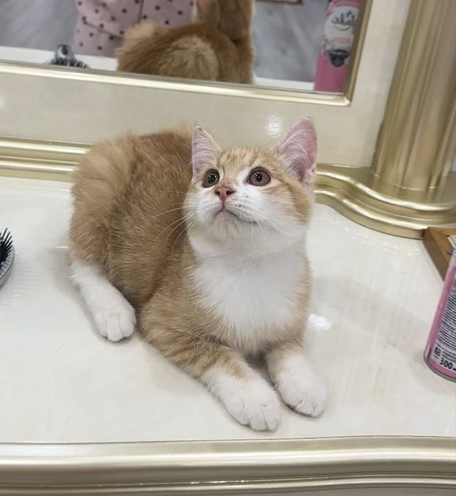 Милые пушистые котята