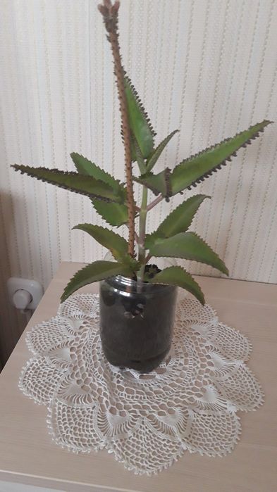 Каланхое лечебное